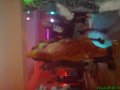DSC04133.JPG